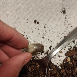 Beetle Larvae 2 - 2.jpg