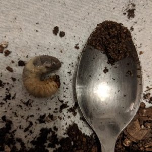 Beetle Larvae 2.jpg