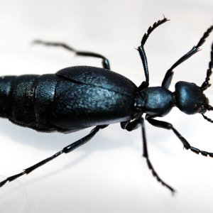 Meloe-violaceus-web.jpg