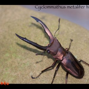 Cyclommathus-1.jpeg