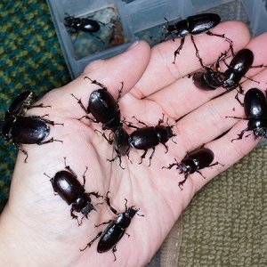 Media 'DSC06752_800.jpg' in category 'Beetle Photos'