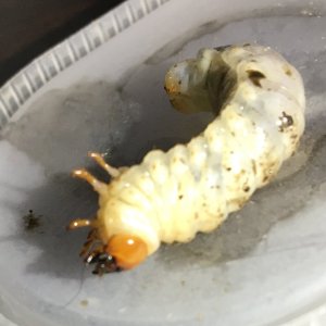 Media '3.jpg' in category 'Beetle Photos'