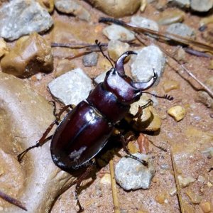 Media 'Lcapreolus.jpg' in category 'Beetle Photos'