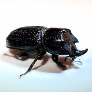 Sinodendron cylindricum.JPG