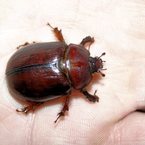 beetle3.jpg