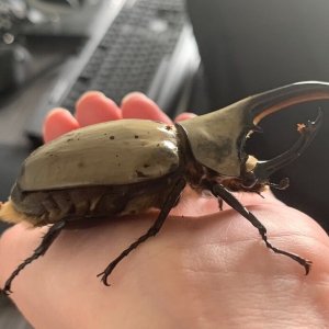 Media 'IMG_9455.jpg' in category 'Beetle Photos'