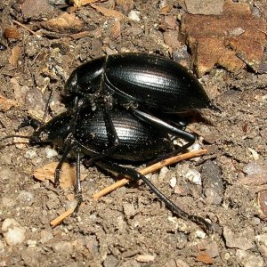 Eleodes spinipes pair C.B..jpg