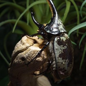 Maximus aurelius copy.jpg