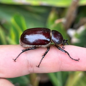 megasoma sleeperi.jpg