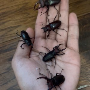 Media 'IMG_5430.jpeg' in category 'Beetle Photos'