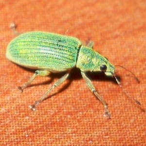 GreenWeevil.jpg