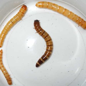 ATSMealworms.jpg