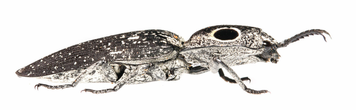 35176883456_d668c8acaa_o copy.jpg