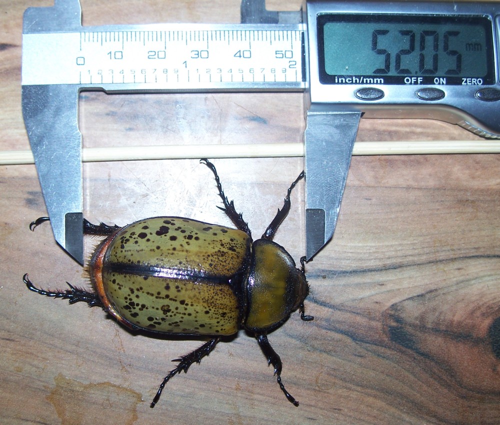 9-13-15 D.tityus001a.jpg