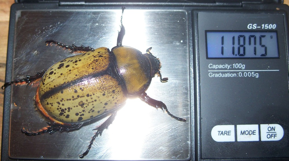 9-13-15 D.tityus003.jpg