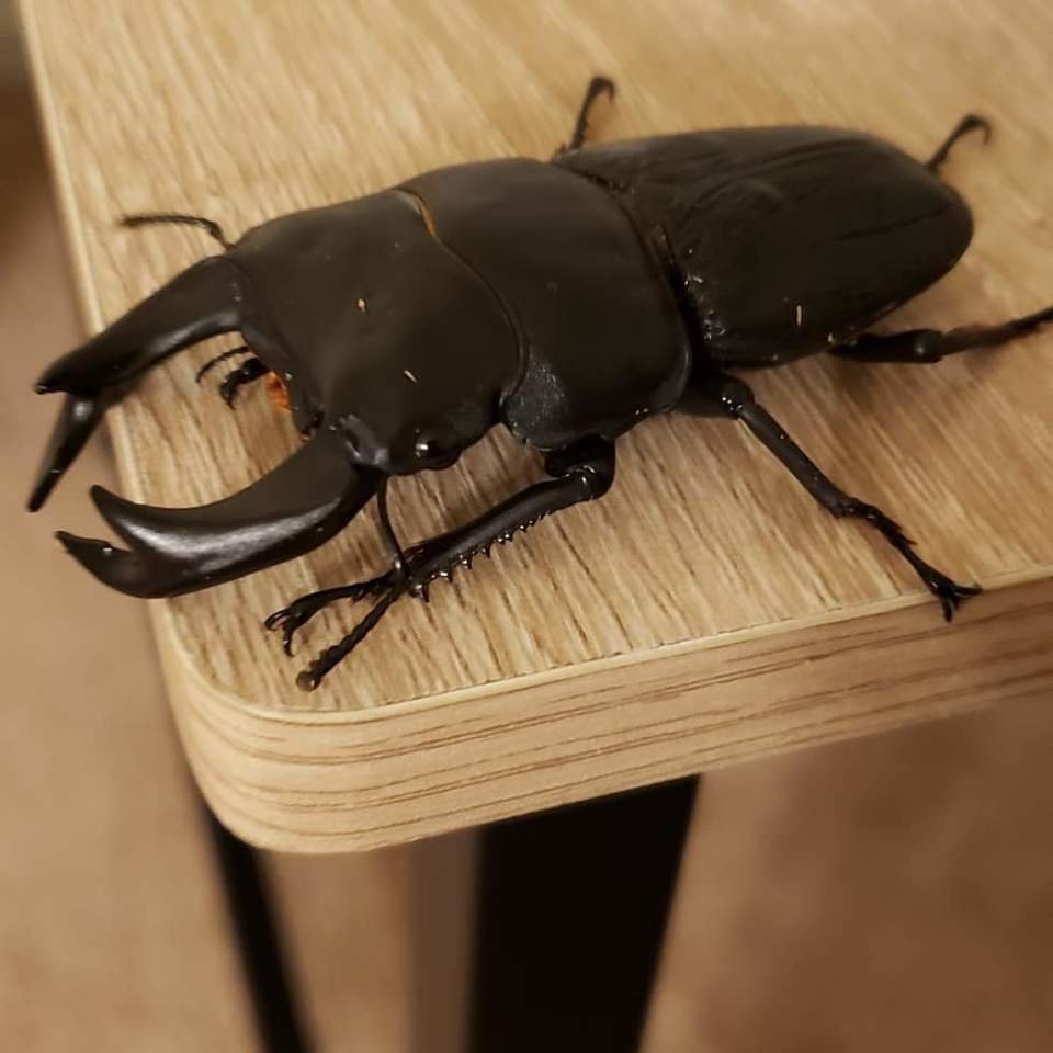 beetle.jpeg