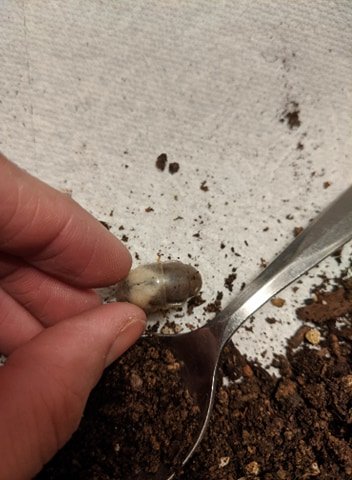 Beetle Larvae 2 - 2.jpg