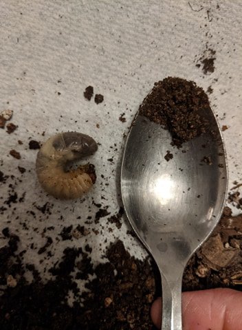 Beetle Larvae 2.jpg