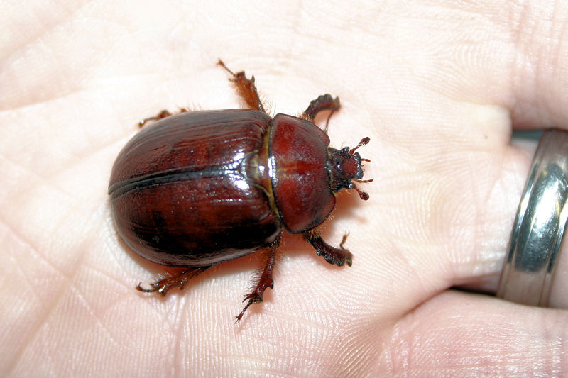 beetle3.jpg