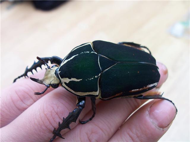 beetle3.jpg