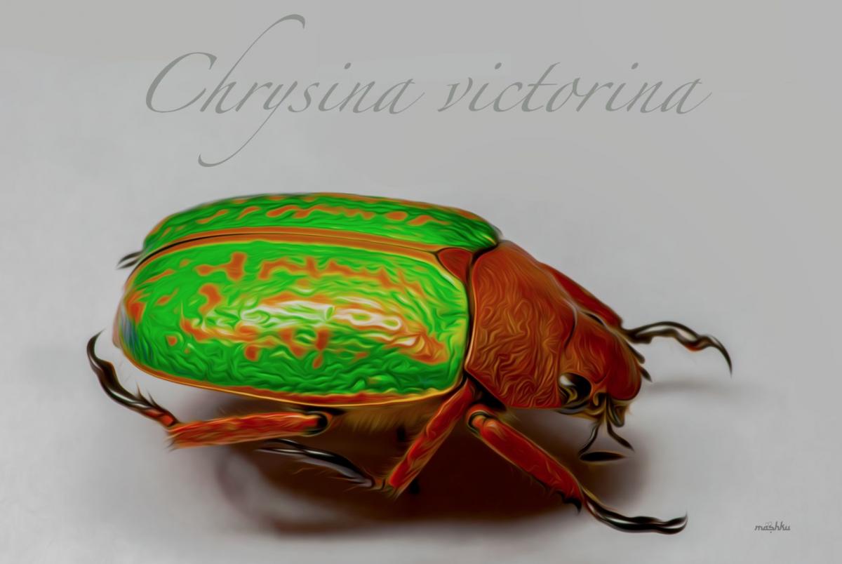 Chrysina .jpg