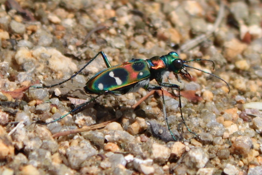 cicindela japonica low res.jpg