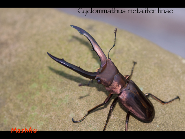 Cyclommathus-1.jpeg