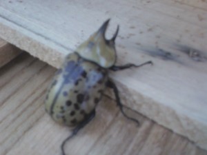 Eastern_hercules_beetle_in_Mt._Home_Arkansas.jpg