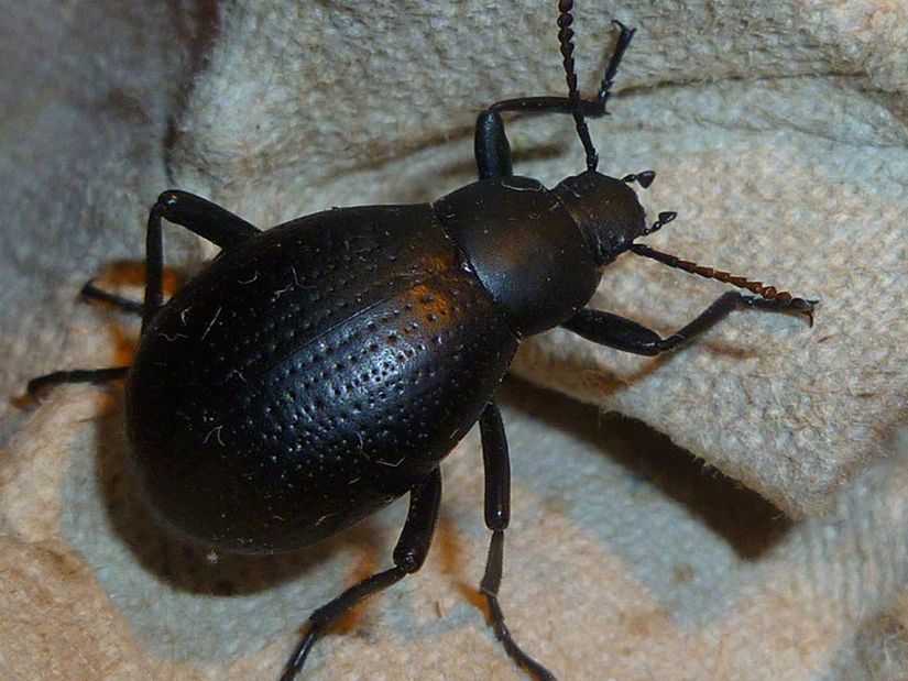 Eleodes sp..jpg