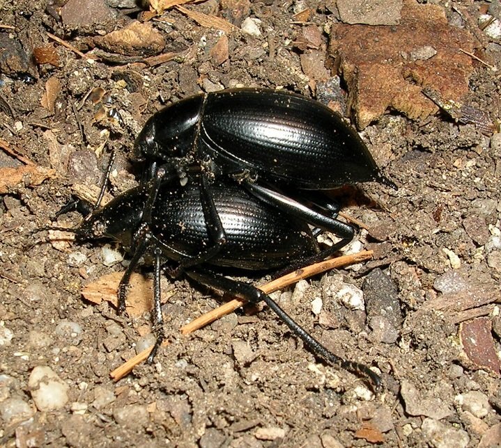 Eleodes spinipes pair C.B..jpg