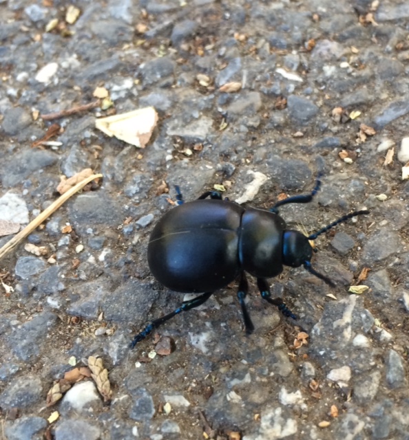 FullSizeRender (1).jpg