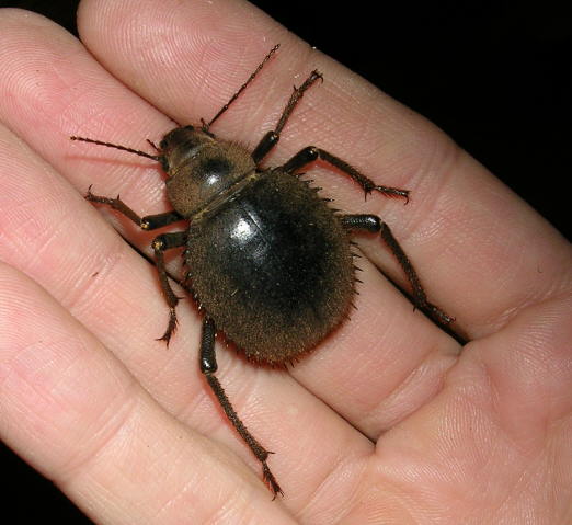 GiantTenebrionid.jpg