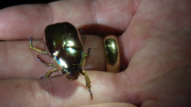 golld beetle 2.jpg