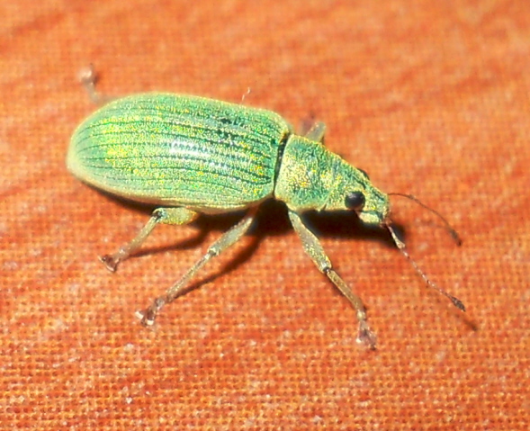 GreenWeevil.jpg