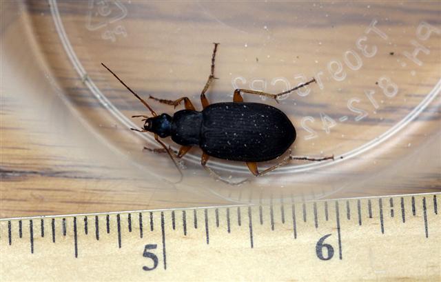Ground_beetle_1.JPG