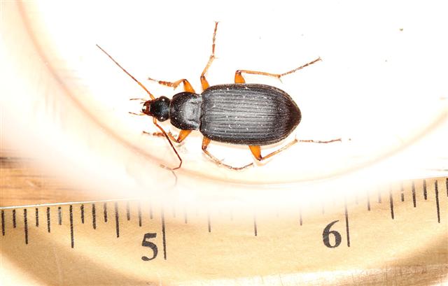 Ground_beetle_2.JPG