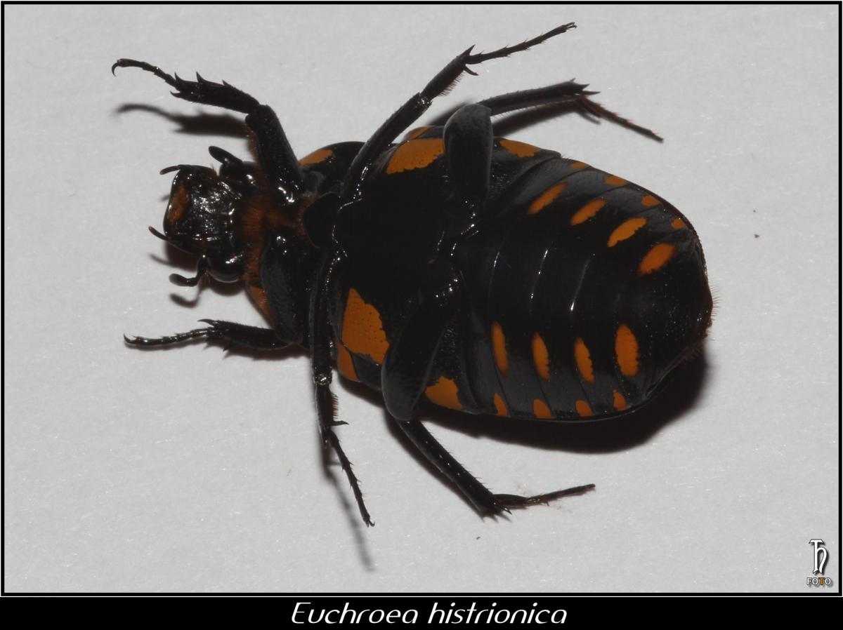 IMG_04784_Euchroea histrionica.jpg