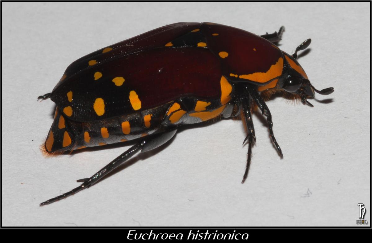 IMG_04786_Euchroea histrionica.jpg