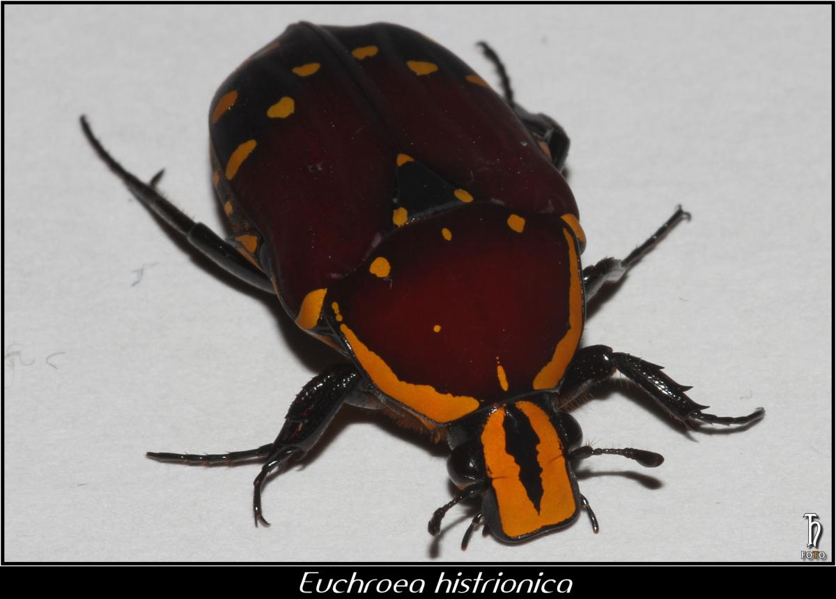 IMG_04790_Euchroea histrionica.jpg