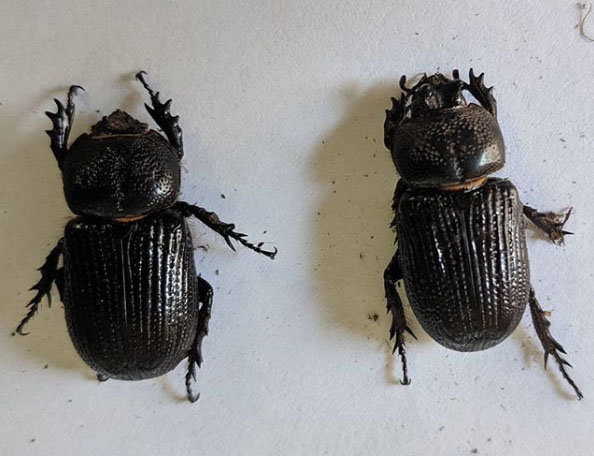 Male and Female Triceratops Beetles No Name.jpg