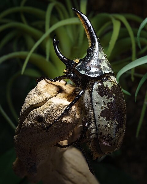 Maximus aurelius copy.jpg