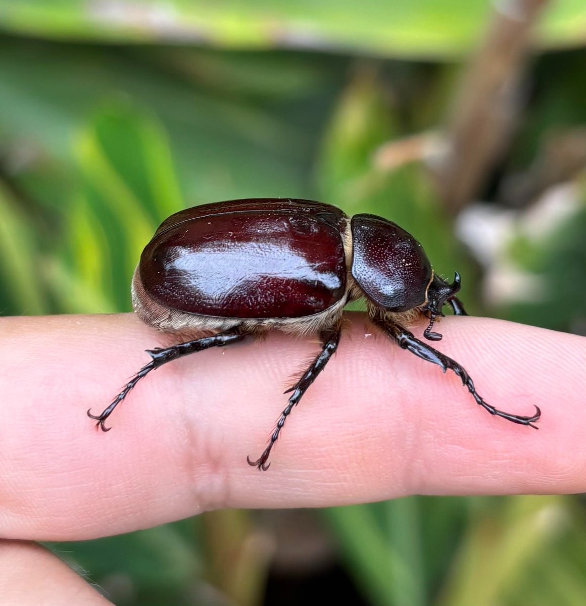 megasoma sleeperi.jpg