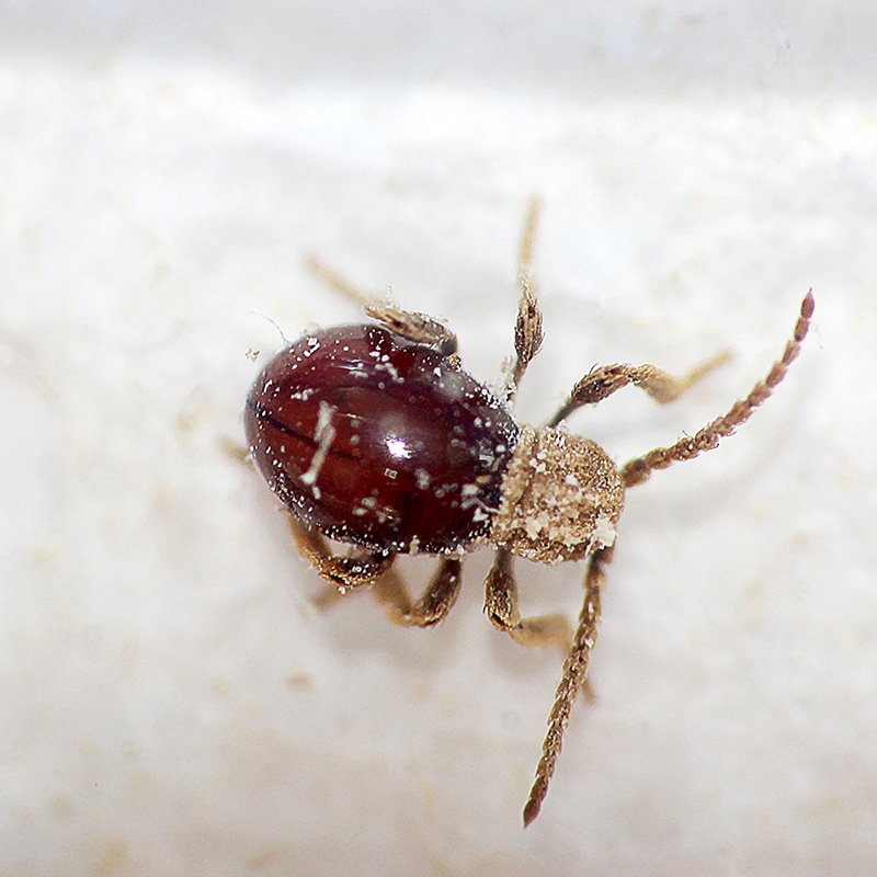 Mezium affine-web.jpg