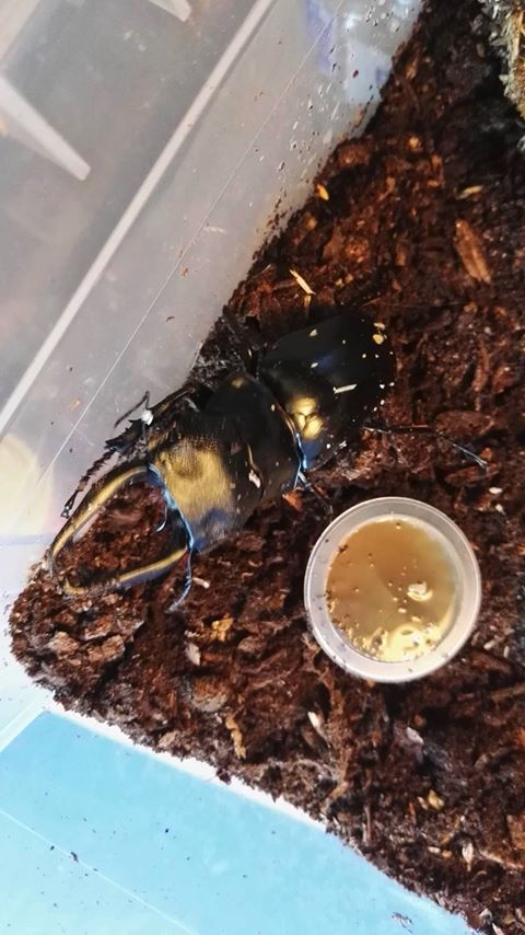 Odontolabis stevensi.jpg