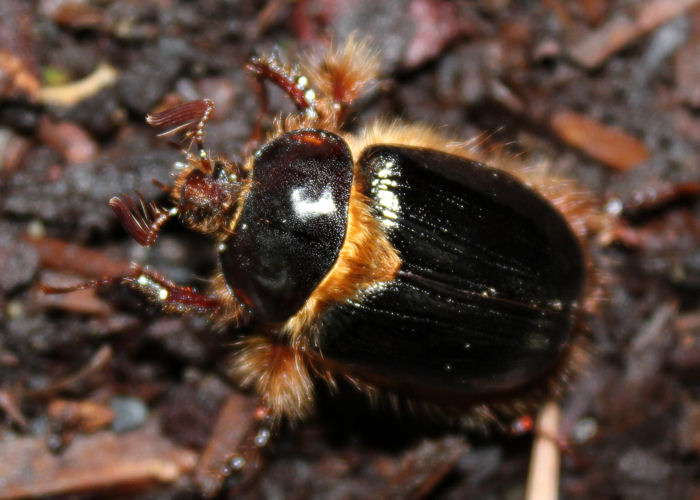 Pleocoma dubitabilis male.jpg