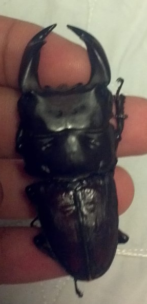 Screen Shot 2014-08-01 at á„‹á…©á„’á…® 2.31.19.png