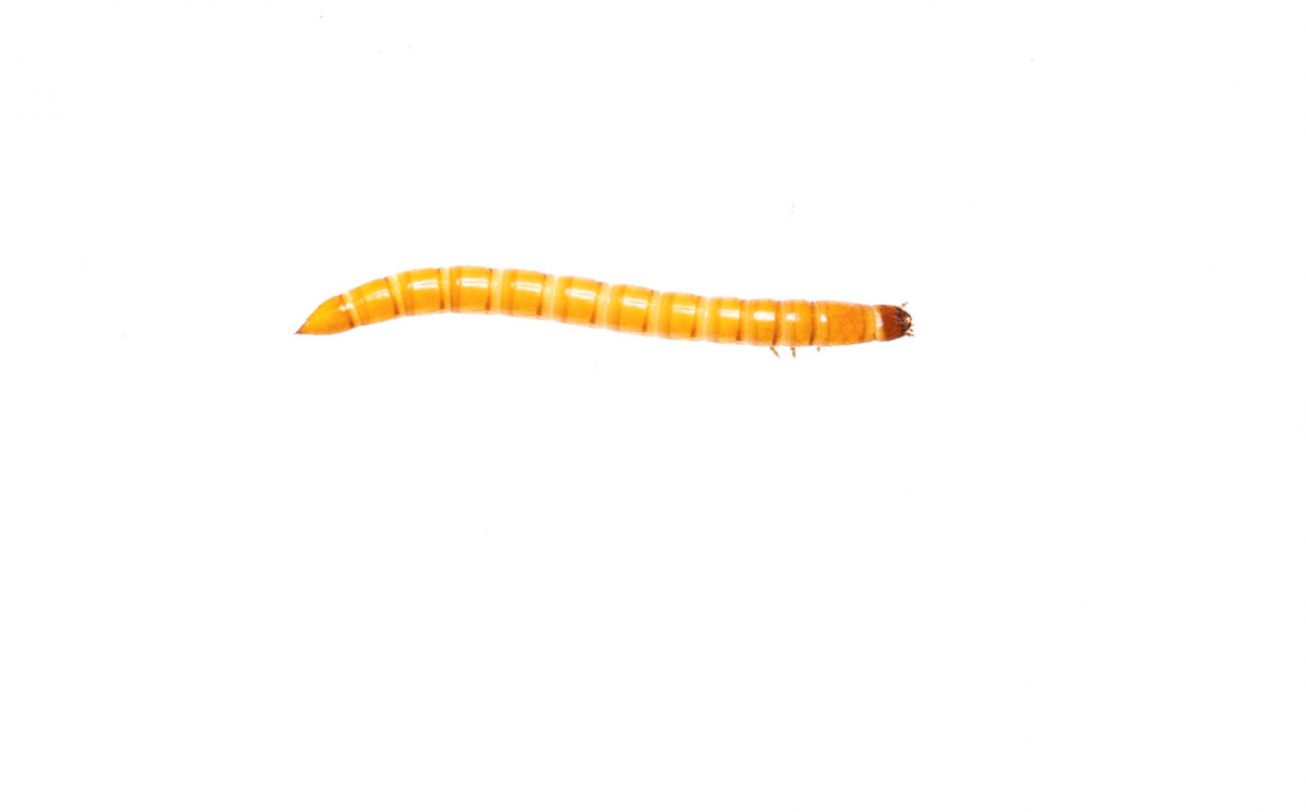 Screen Shot 2018-01-20 at 8.54.05 AM.png