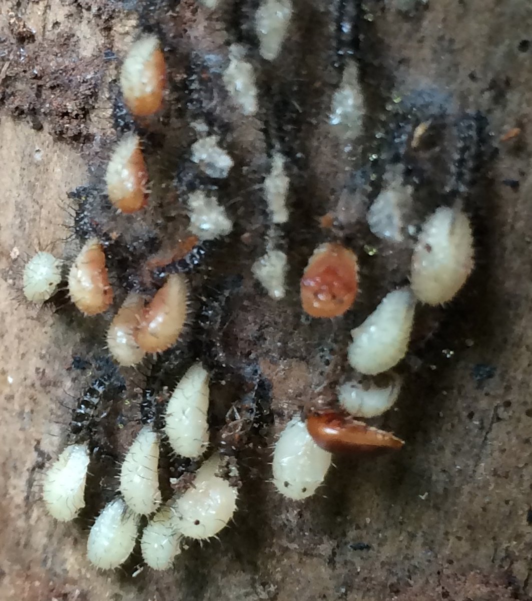 Screen Shot 2018-09-08 at 5.17.52 PM copy.jpg