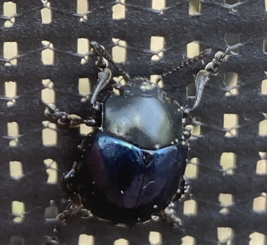 Screen Shot 2020-07-01 at 9.44.28 PM.png