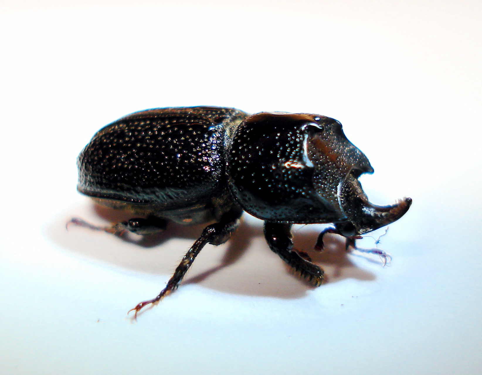 Sinodendron cylindricum.JPG